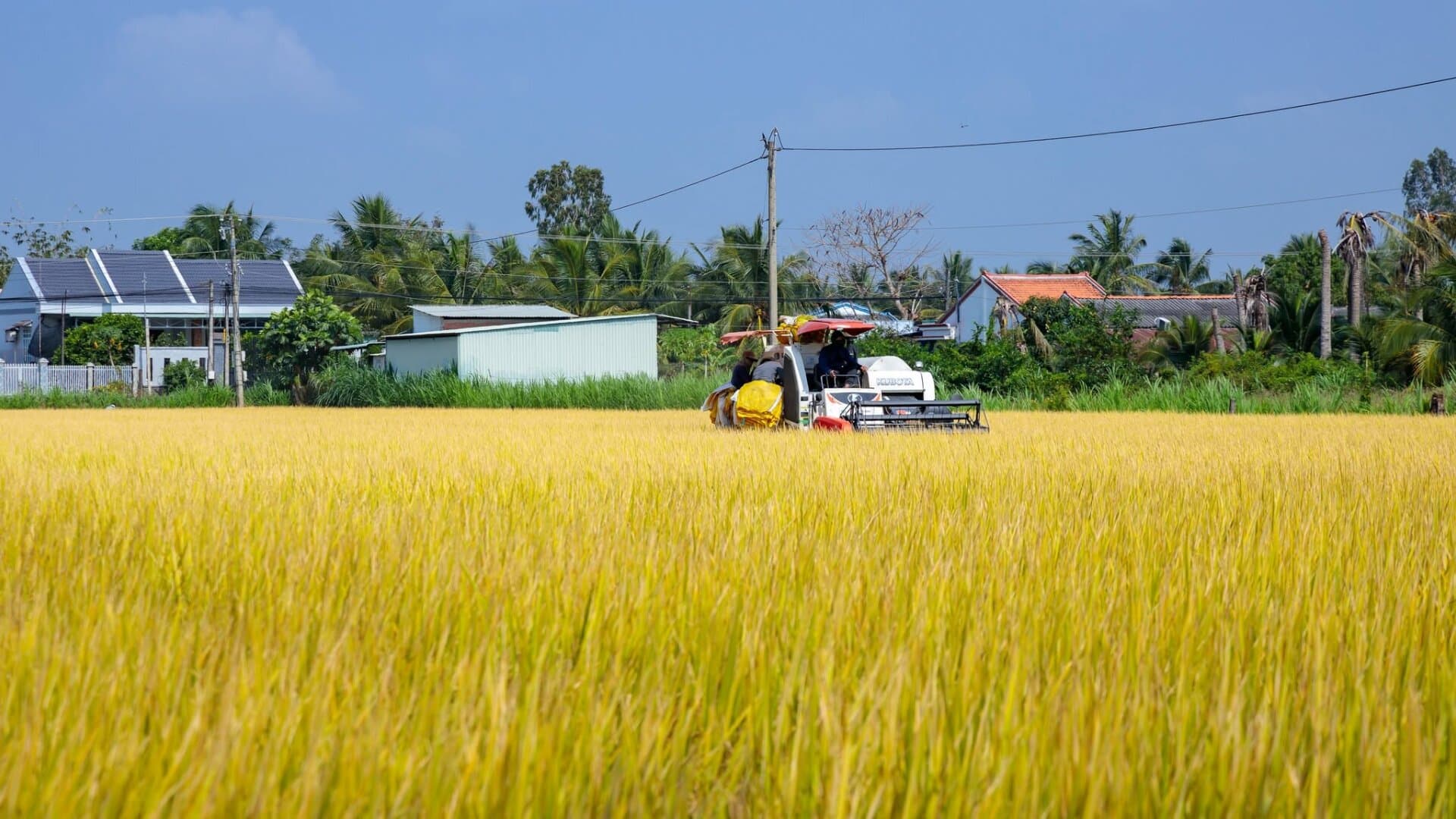 Dịch vụ gạo Chợ Gạo Miền Tây
