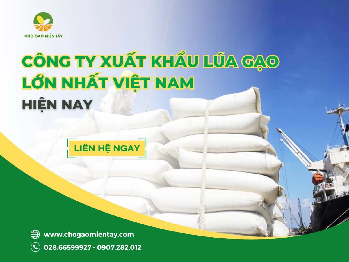 Top 10 công ty xuất khẩu lúa gạo lớn nhất Việt Nam