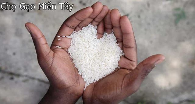 Tổng hợp một số kênh kinh doanh gạo sỉ và lẻ
