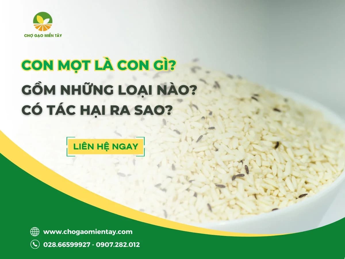 Con mọt là con gì? Gồm những loại nào? Có tác hại ra sao?