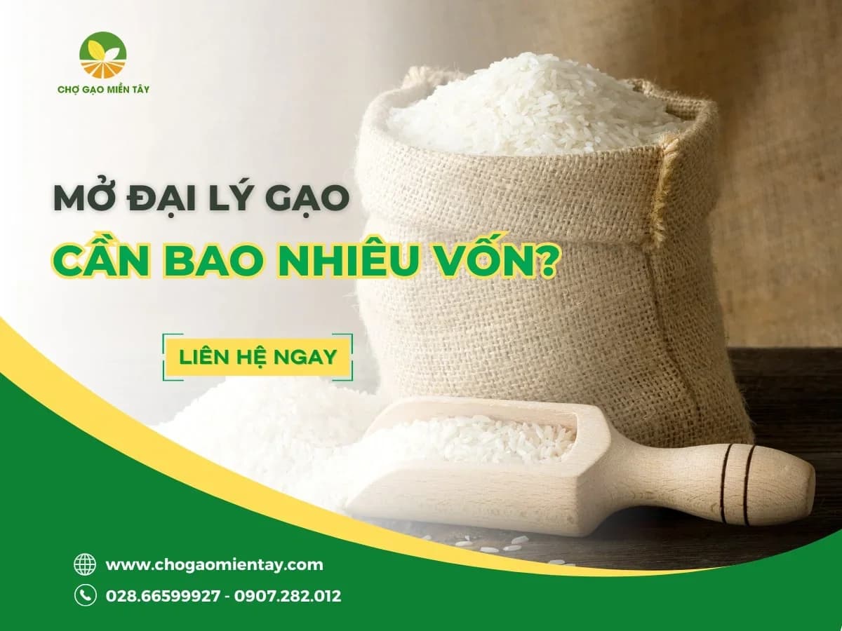 Mở đại lý gạo cần bao nhiêu vốn? Tư vấn mở đại lý gạo hiệu quả