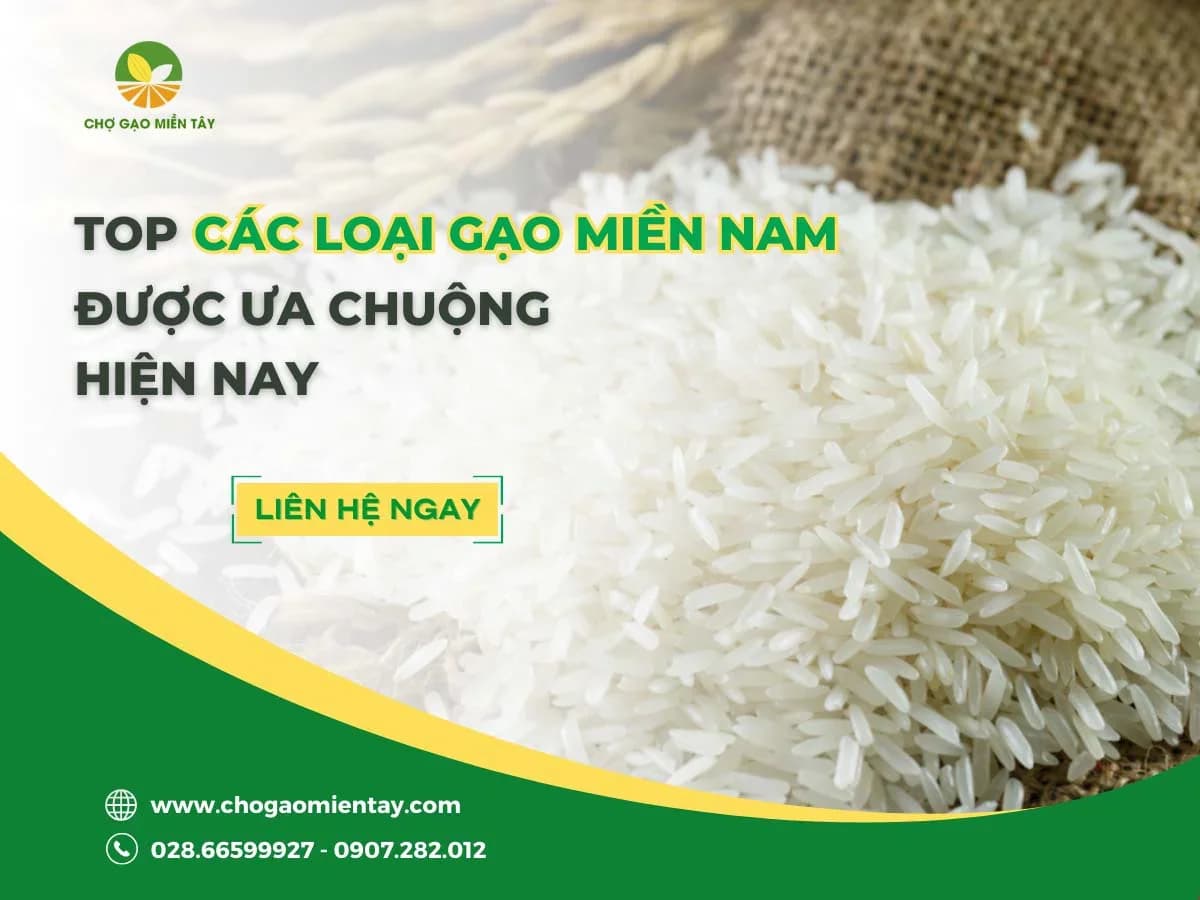 Top các loại gạo miền Nam được ưa chuộng hiện nay