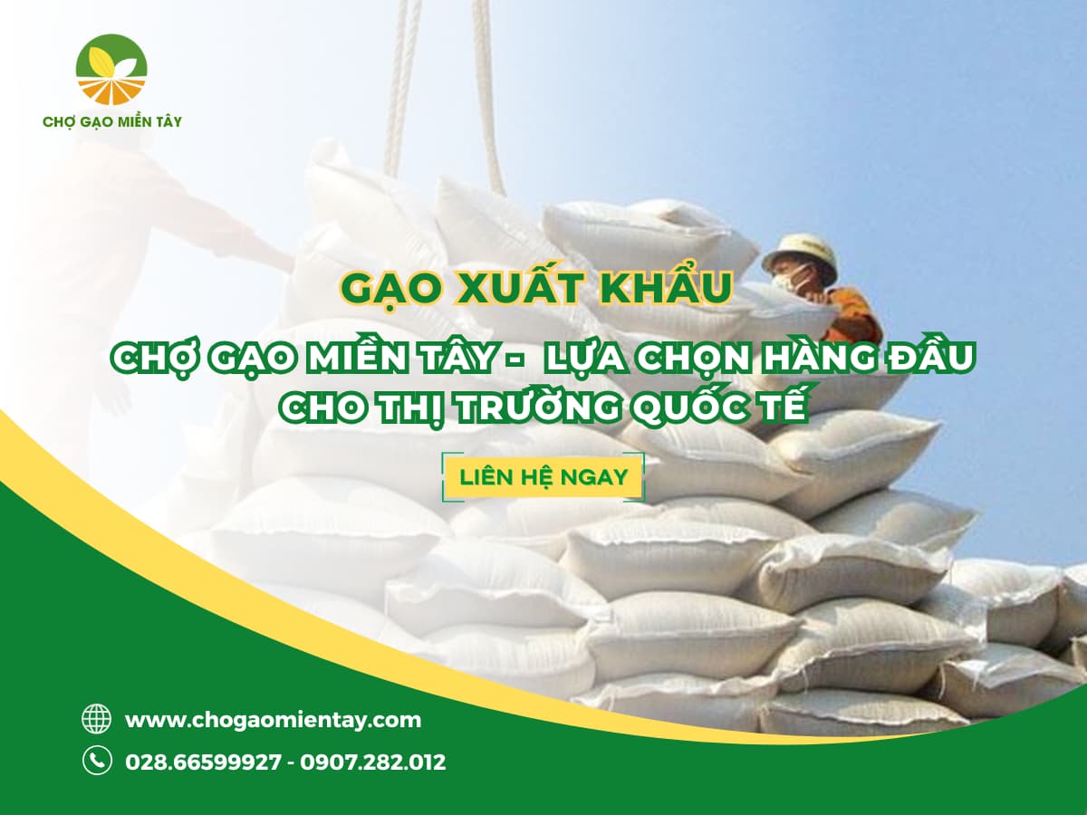 Gạo Xuất Khẩu: Chợ Gạo Miền Tây -  Lựa Chọn Hàng Đầu Cho Thị Trường Quốc Tế