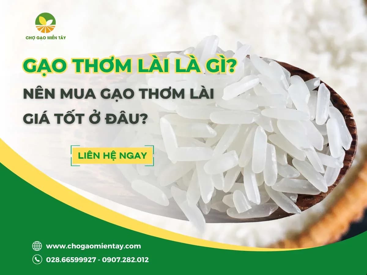 Gạo Thơm Lài là gì? Giá bao nhiêu tiền 1 kg?