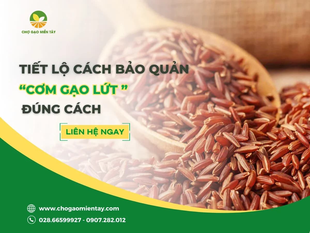 Hướng dẫn cách bảo quản cơm gạo Lứt đúng cách