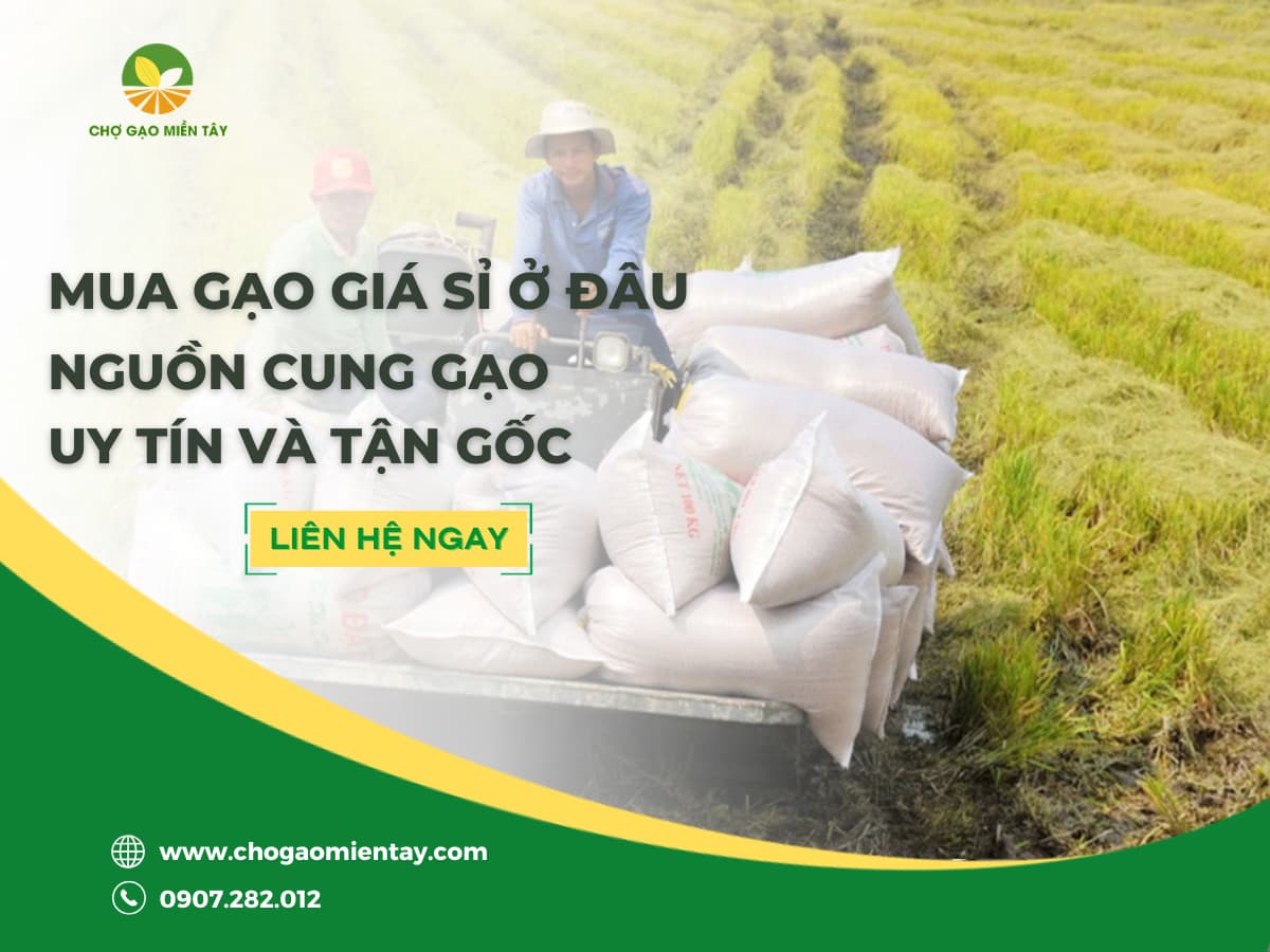 MUA GẠO GIÁ SỈ Ở ĐÂU UY TÍN? 3 NGUỒN CUNG TẬN GỐC
