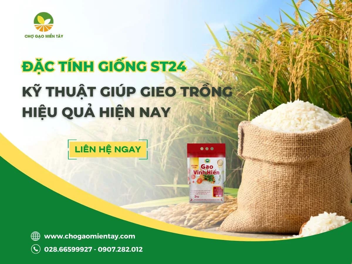 Đặc tính giống ST24 và kỹ thuật giúp gieo trồng hiệu quả hiện nay