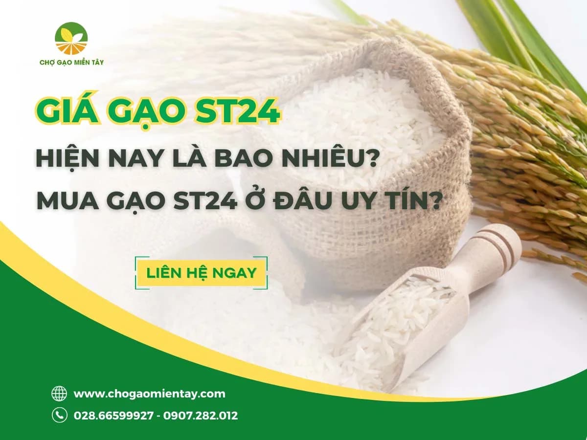 Giá Gạo ST24 Hiện Nay? Mua gạo ST24 ở đâu tại TPHCM