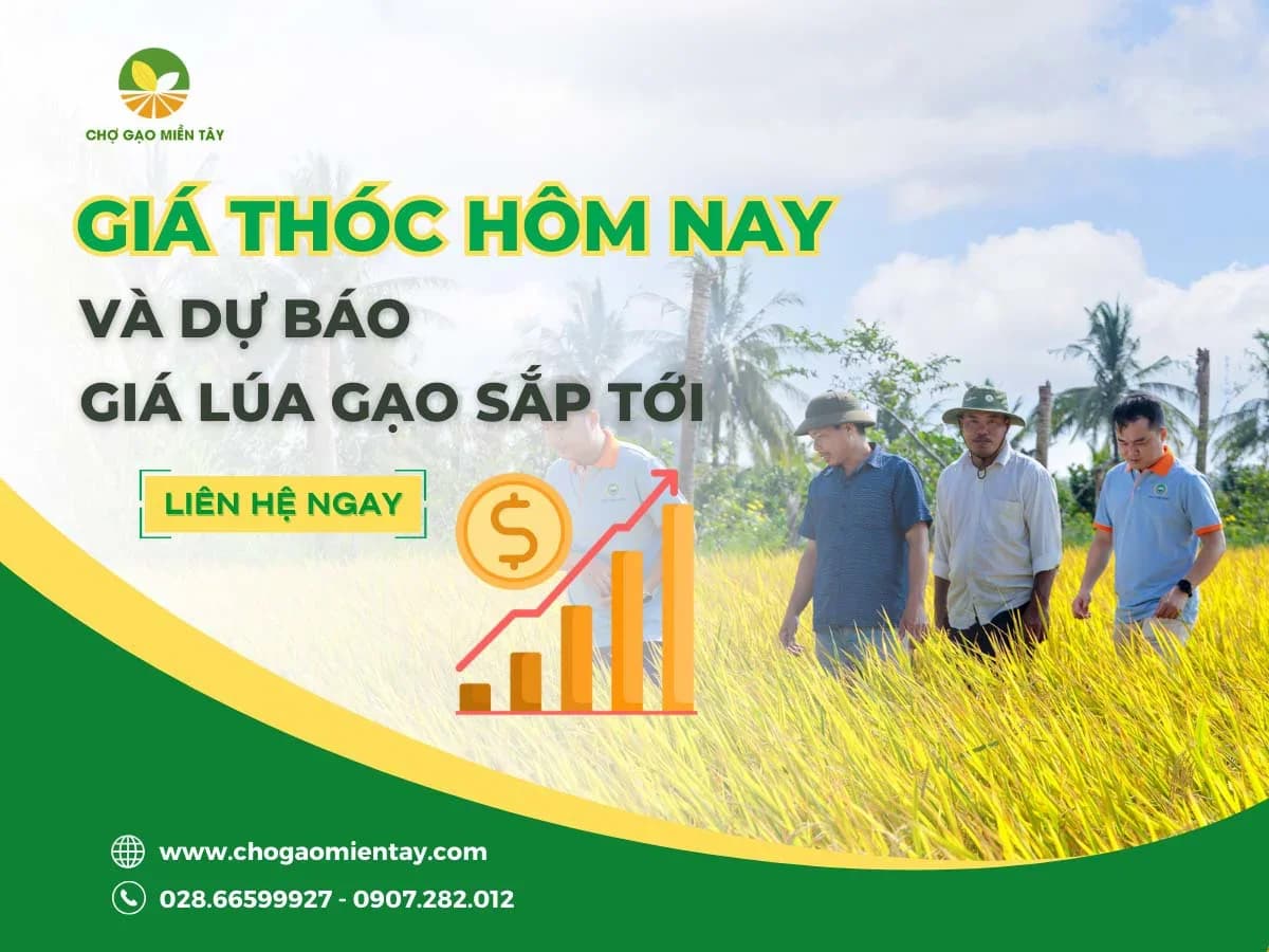 Thông tin giá thóc hôm nay và dự báo giá lúa gạo sắp tới