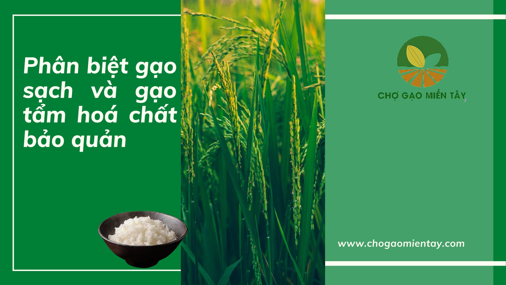 Cách nhận biết gạo chứa hoá chất bảo quản