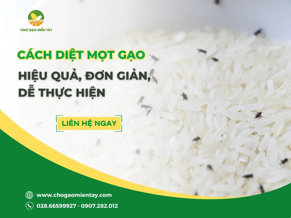 Gạo Bị Mọt Có Ăn Được Không? Cách Diệt Mọt Gạo Đơn Giản, Hiệu Quả Nhất
