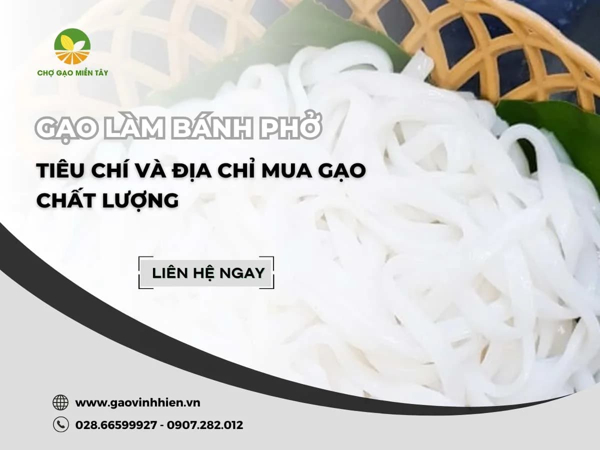 Gạo làm bánh phở: Tiêu chí và địa chỉ mua gạo chất lượng
