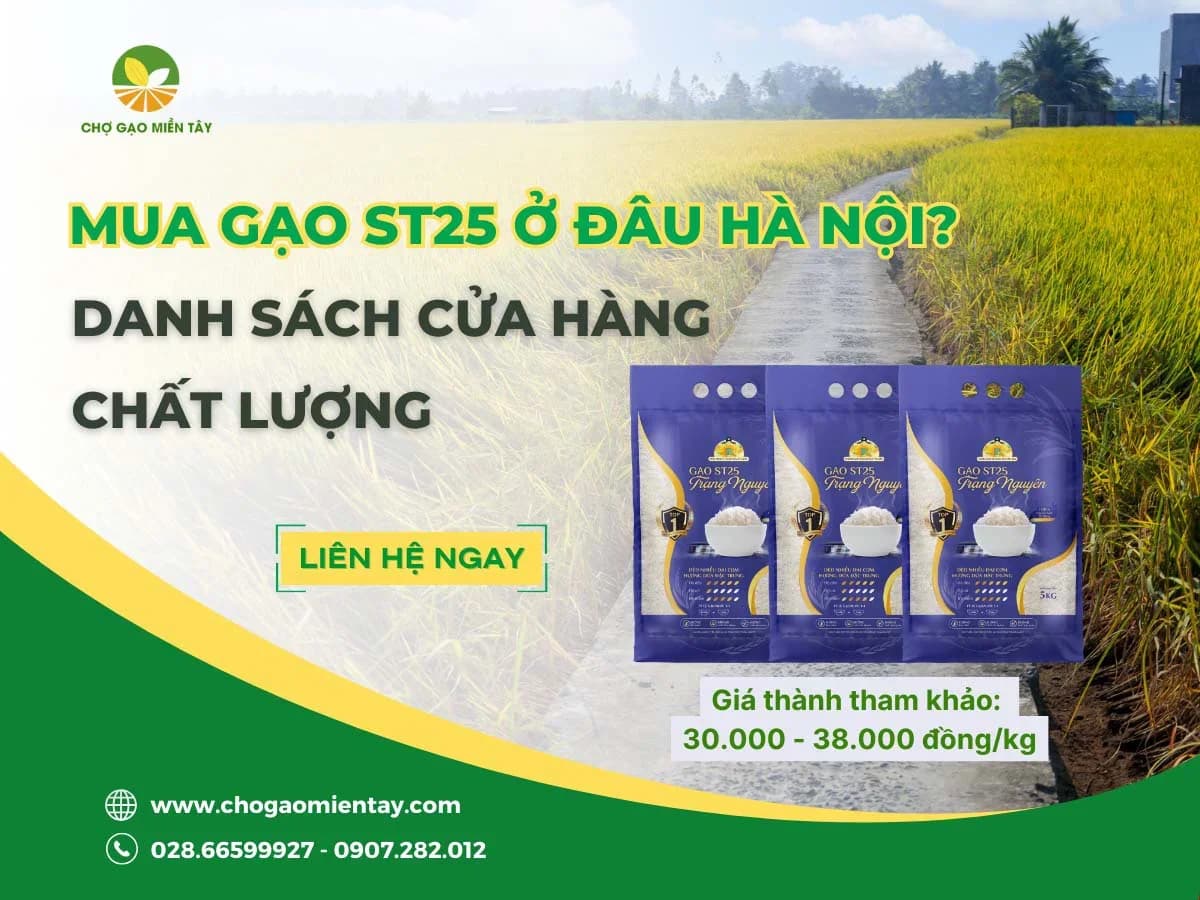 Mua gạo ST25 ở đâu Hà Nội? Danh sách cửa hàng chất lượng năm 2023
