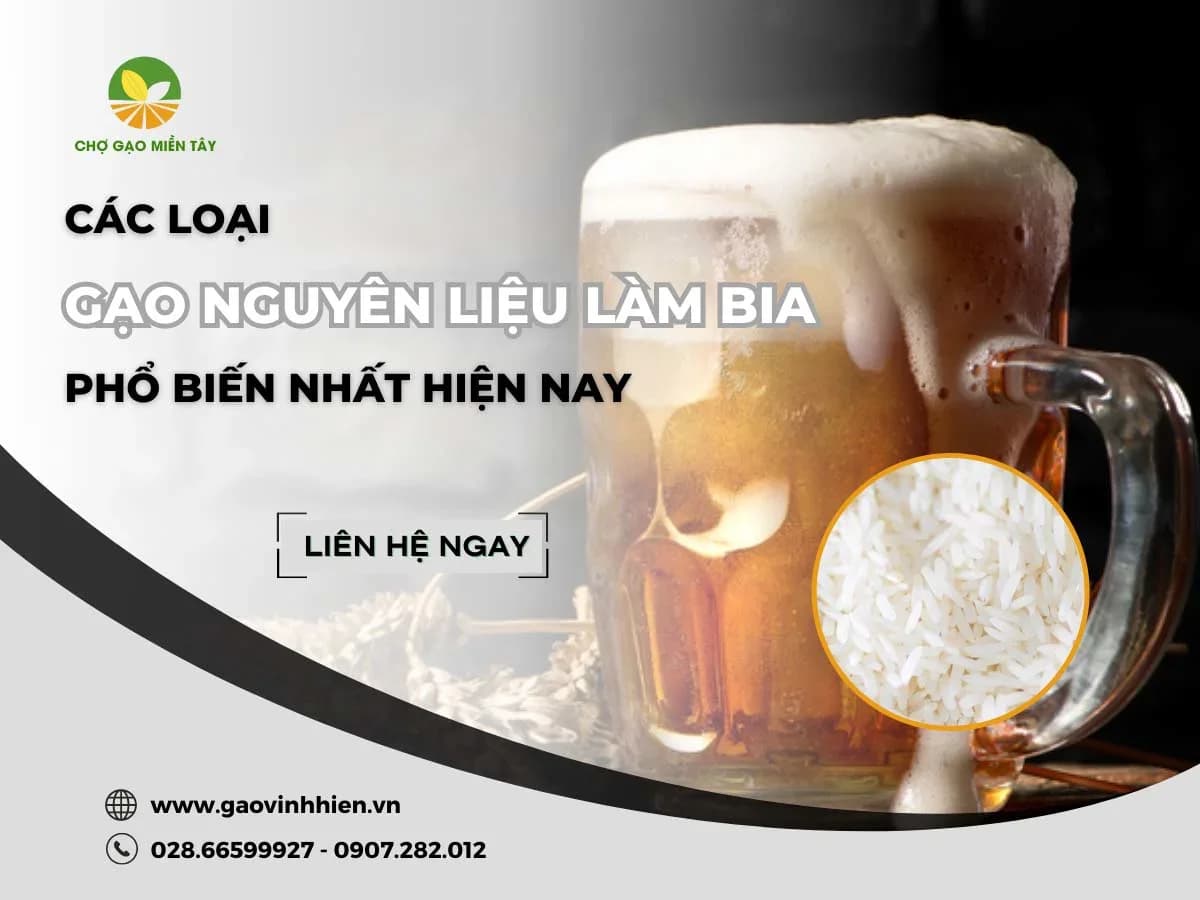 Các loại gạo nguyên liệu làm bia phổ biến nhất hiện nay