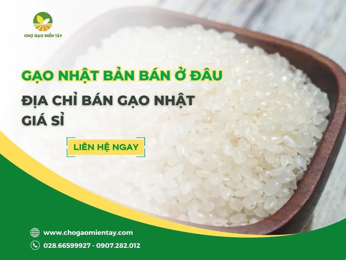 Gạo Nhật Japonica Bán Ở Đâu? Địa Chỉ Bán Gạo Nhật Giá Sỉ