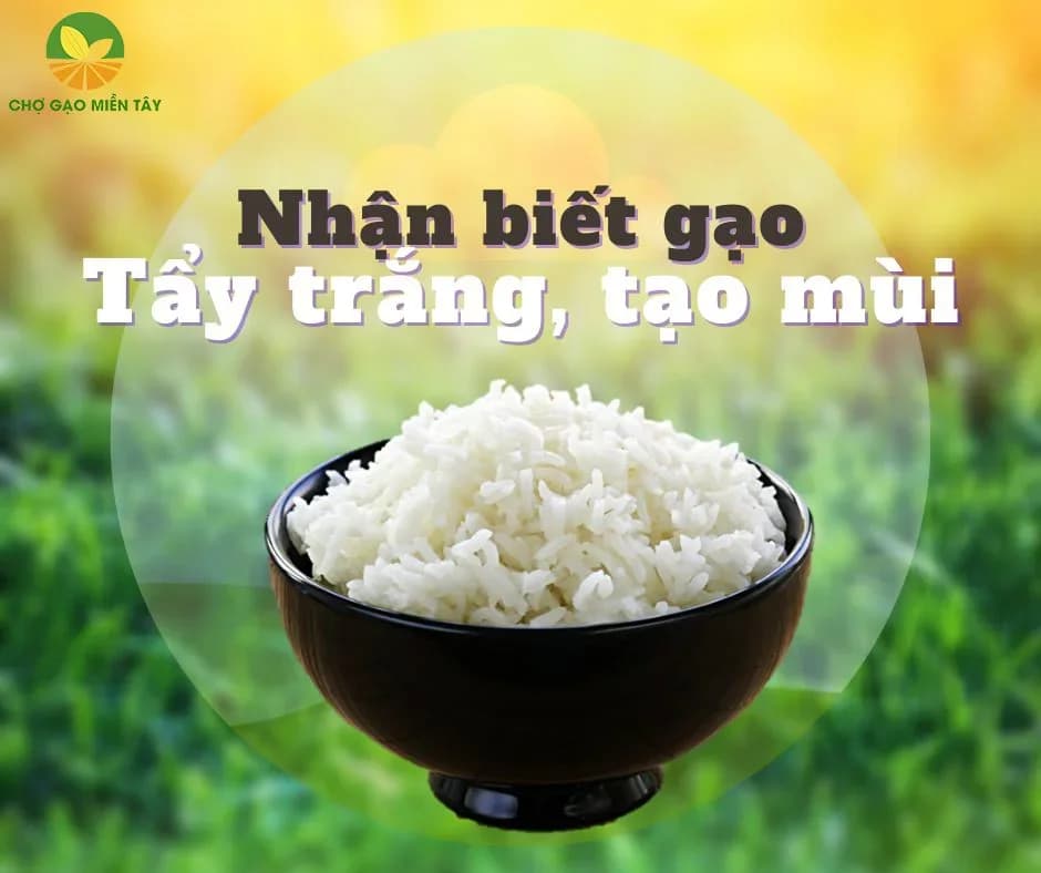 Gạo tẩm chất tẩy trắng, tạo mùi. Cách nhận biết?