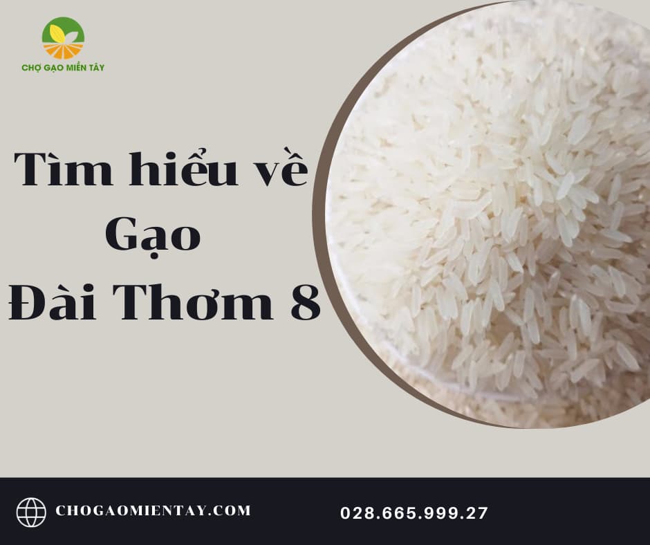 Tìm hiểu về Gạo Đài Thơm 8